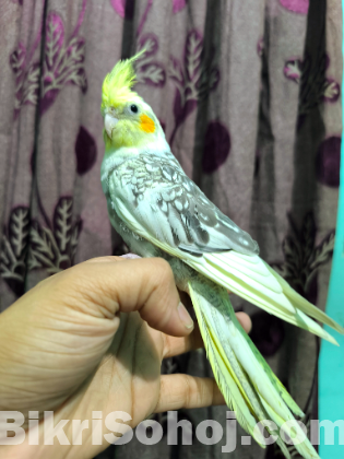 Cockatie Birds